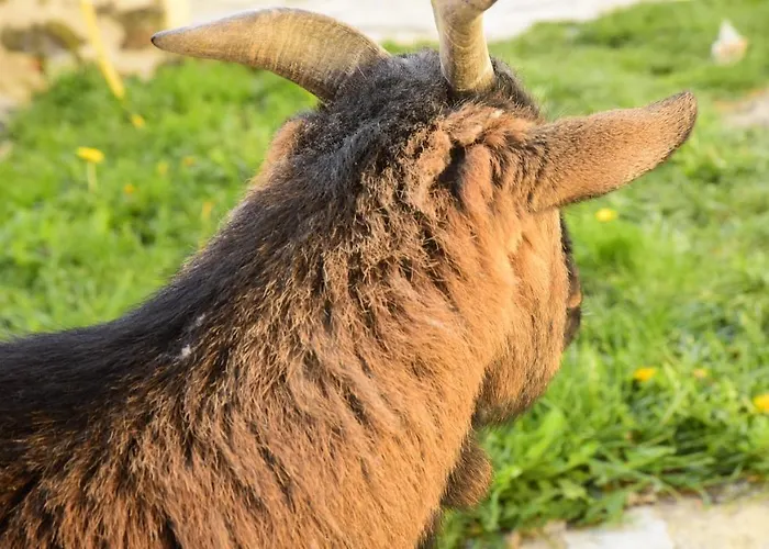 Chateau De Perpezat 3* Apchat